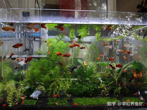 魚缸螺種類|新手养鱼3种耐养活，又能帮忙清洁鱼缸的螺，还具备较高观赏性